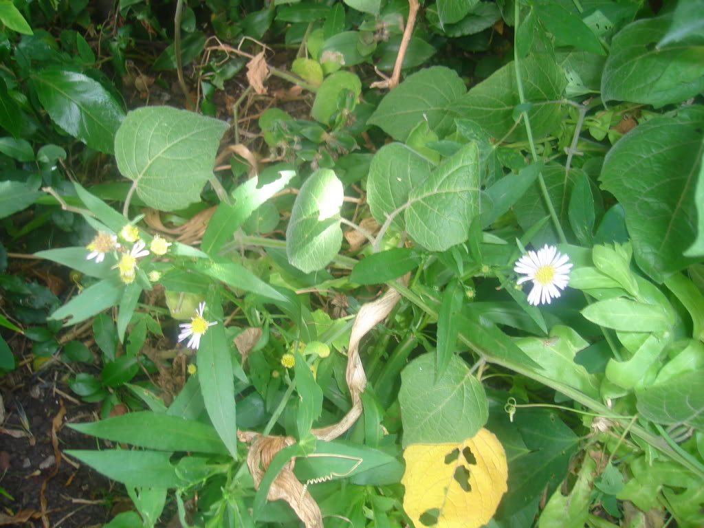 DSC02858.jpg