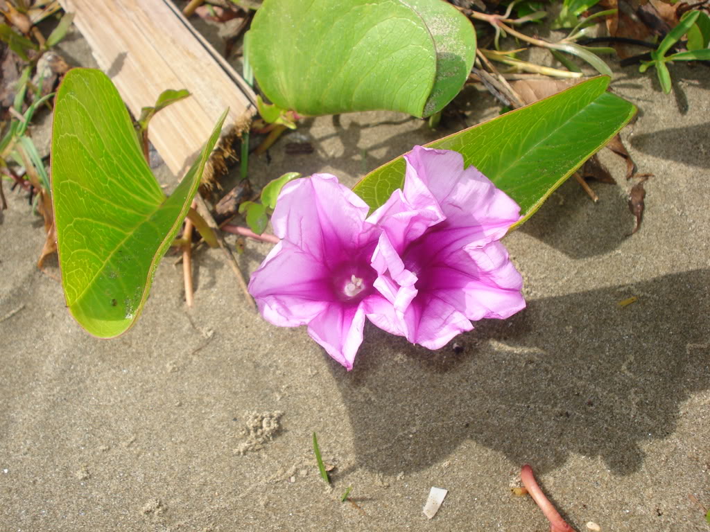 DSC02860.jpg