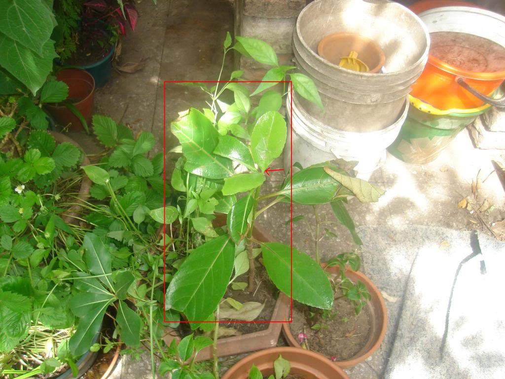 DSC02860.jpg