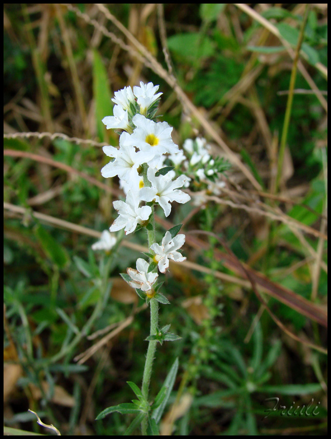 DSC02860_copiar.jpg