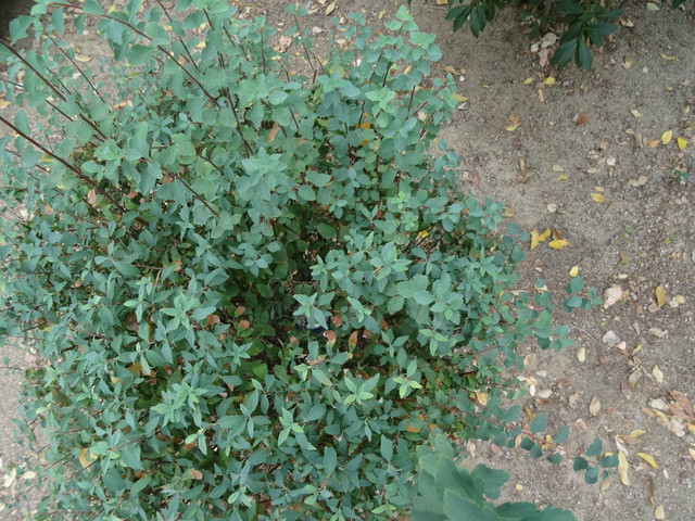 DSC02862.jpg