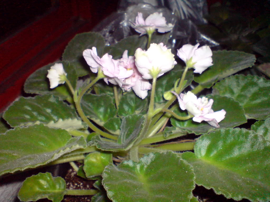 DSC02868.jpg
