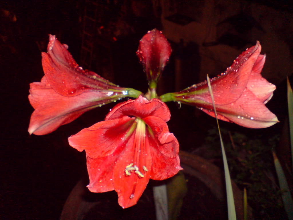 DSC02871.jpg