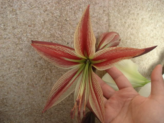 DSC02877.jpg