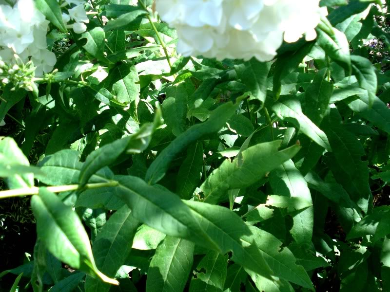 DSC02905a.jpg