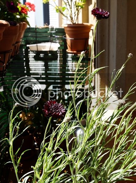 DSC02907_zps3gz0gc7m.jpg