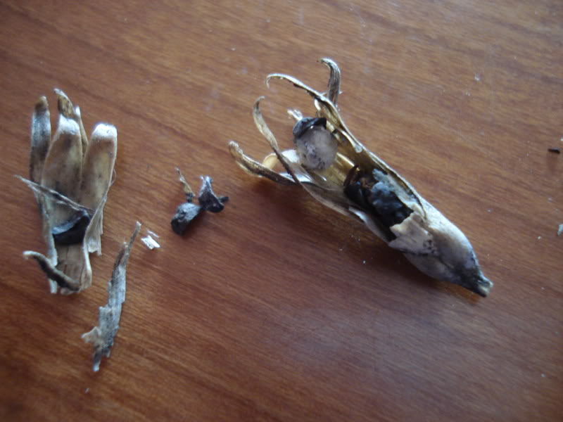 DSC02920.jpg