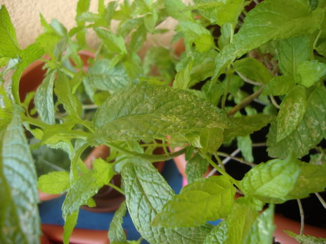 DSC02974.jpg