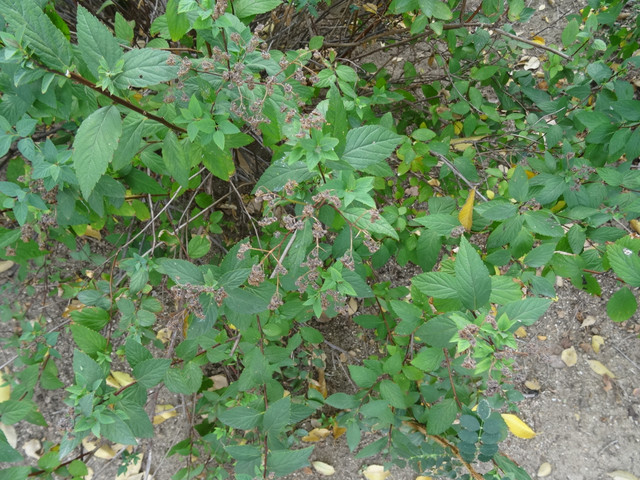 DSC02974.jpg