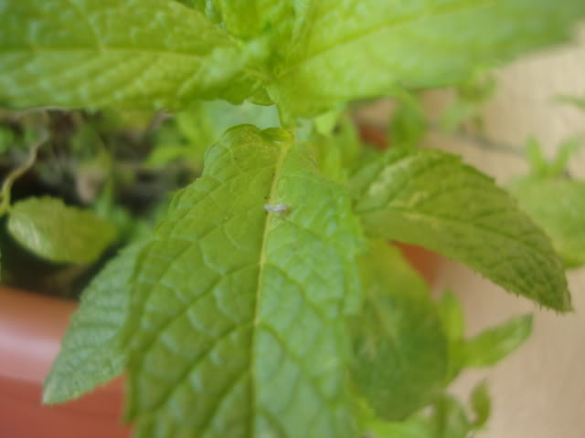 DSC02975.jpg