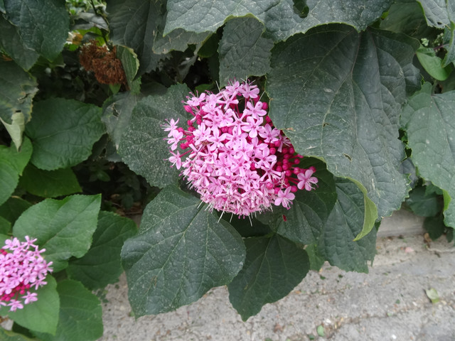 DSC02975.jpg