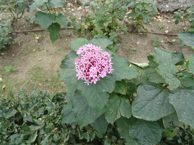 DSC02976.jpg