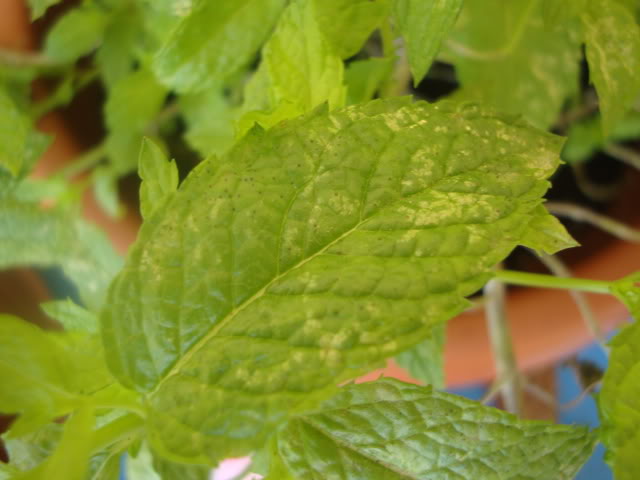 DSC02978.jpg