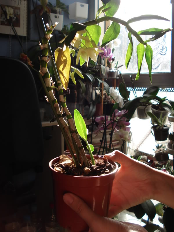 DSC02980.jpg