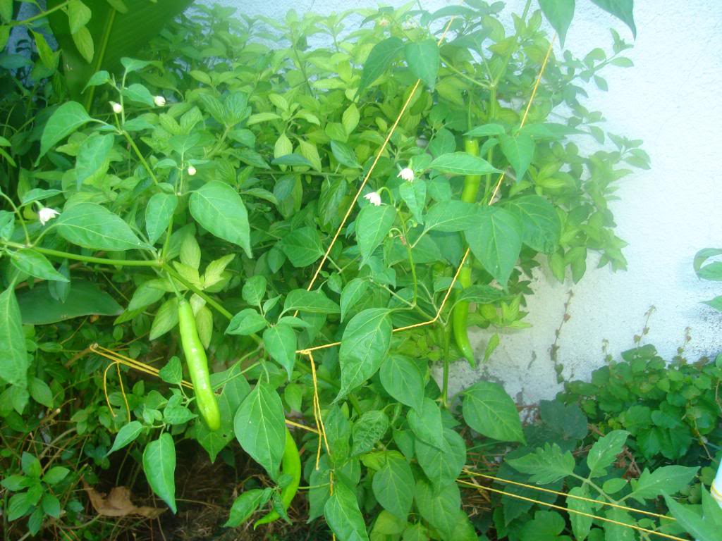 DSC02992.jpg