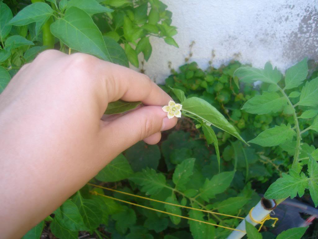 DSC02994.jpg