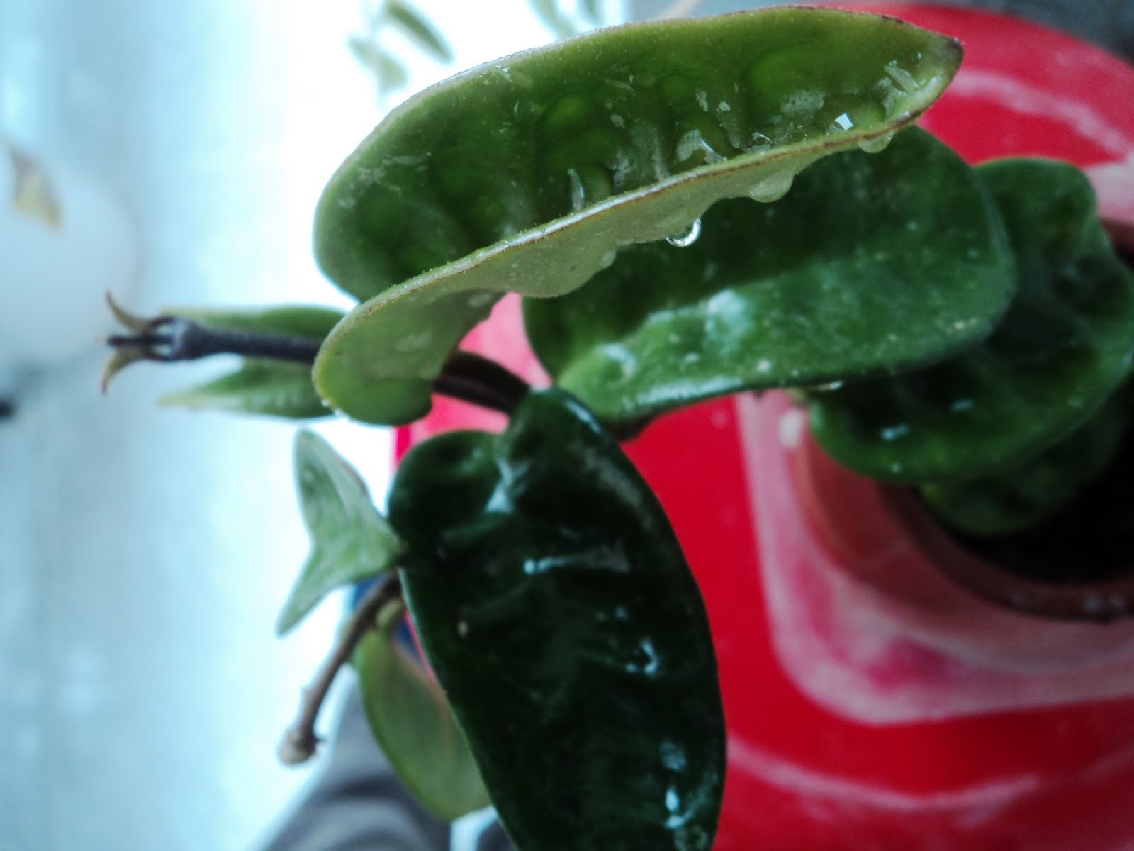 DSC03005.JPG