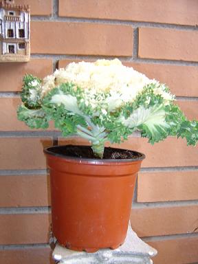 DSC03010.JPG