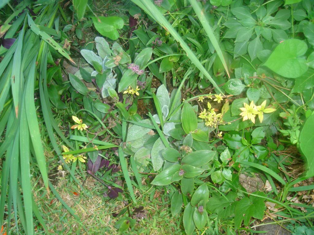 DSC03011.jpg