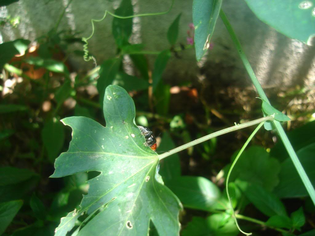 DSC03030.jpg