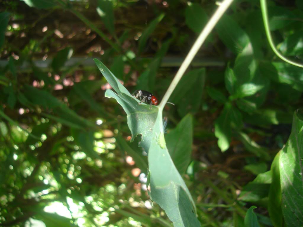 DSC03031.jpg