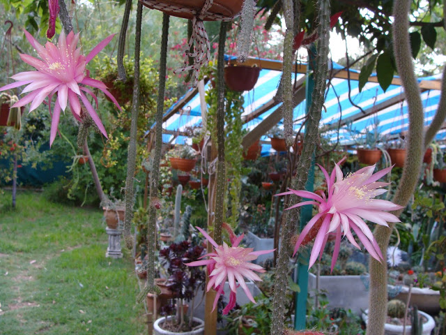 DSC03044.JPG