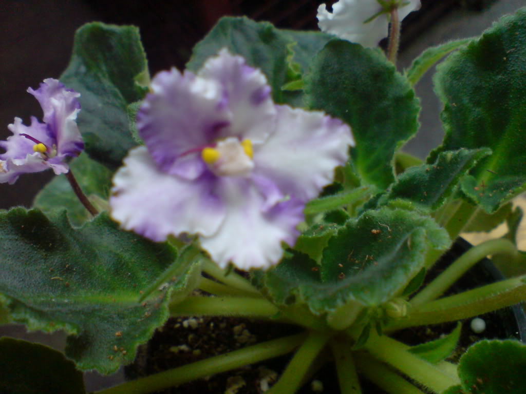 DSC03100.jpg