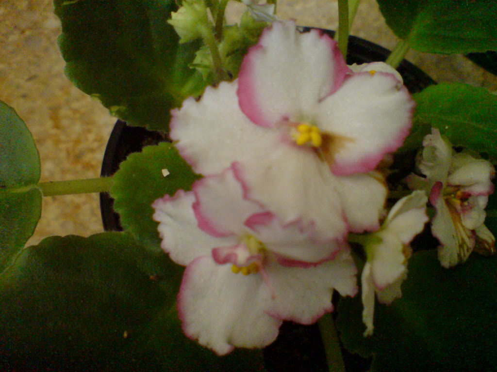 DSC03103.jpg