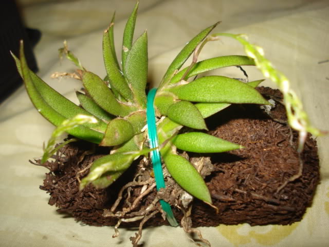 DSC03152.jpg