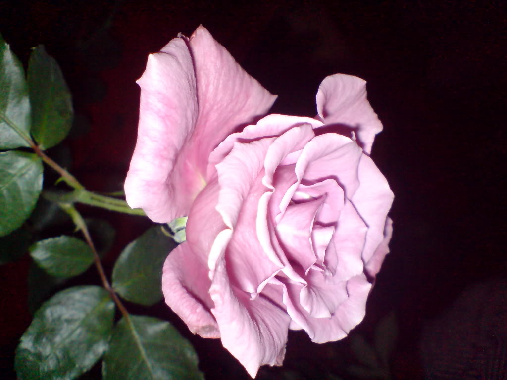 DSC03152.jpg