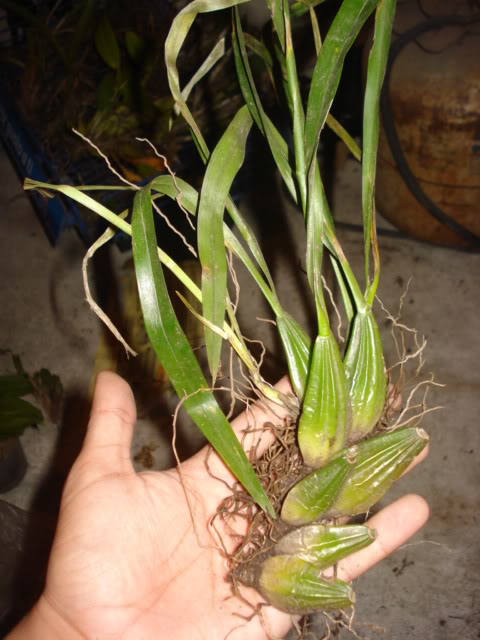 DSC03156.jpg