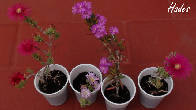 DSC03160.jpg