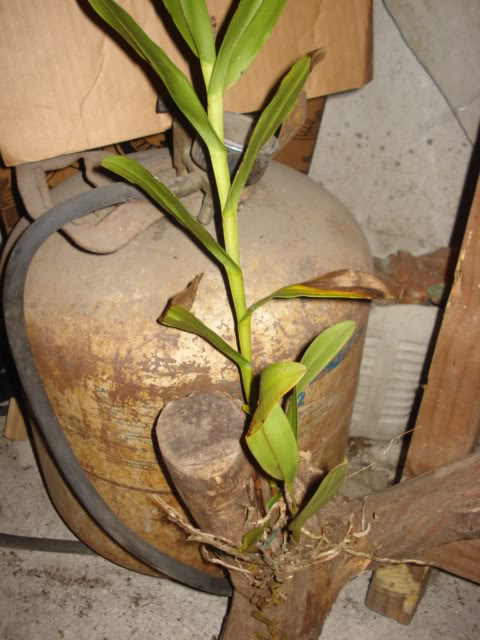 DSC03162.jpg
