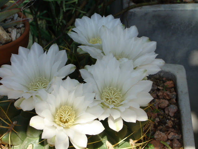 DSC03185.JPG
