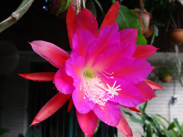 DSC03194.JPG