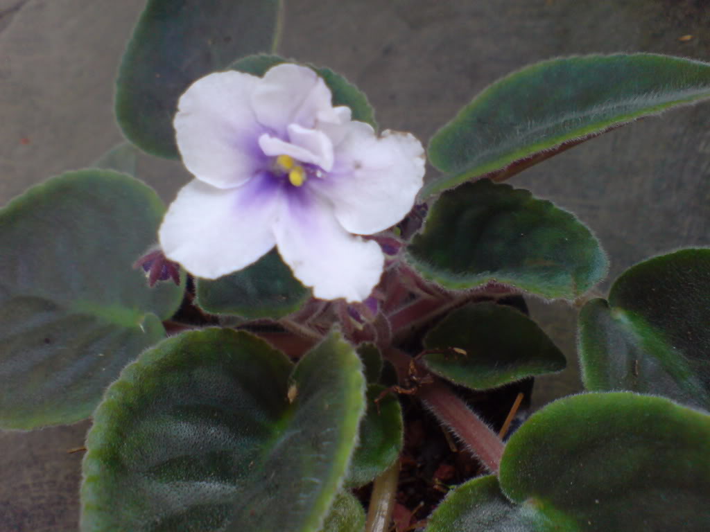 DSC03201.jpg