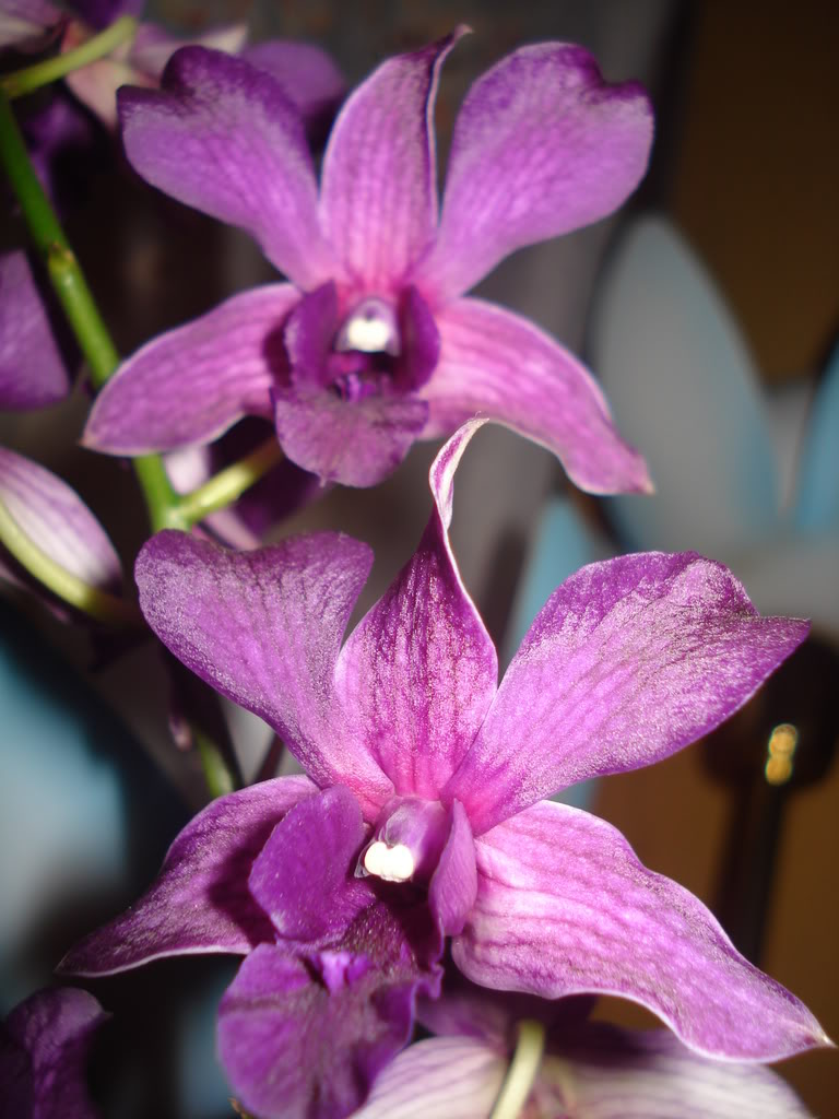 DSC03257-1.jpg