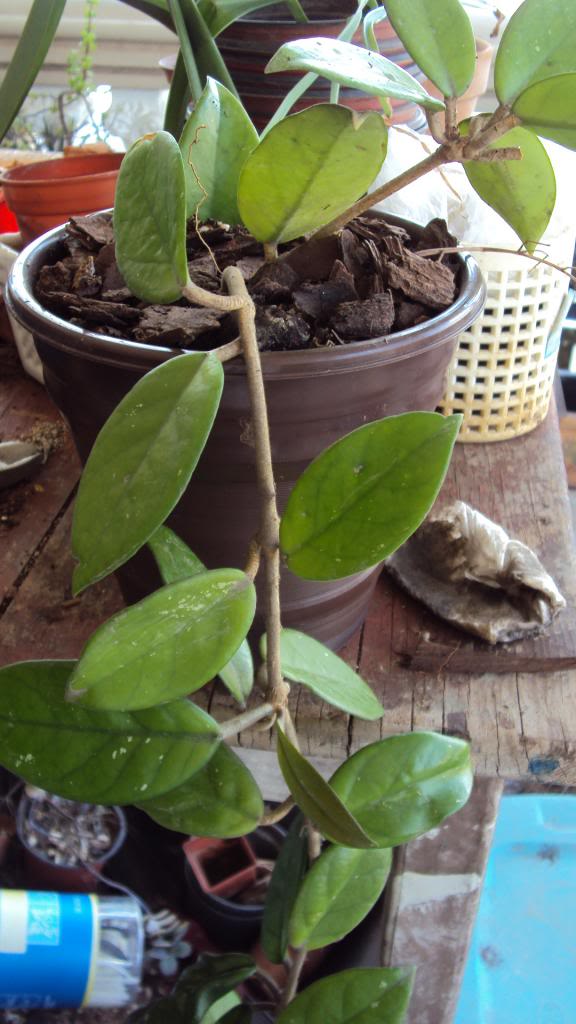 DSC03262.jpg