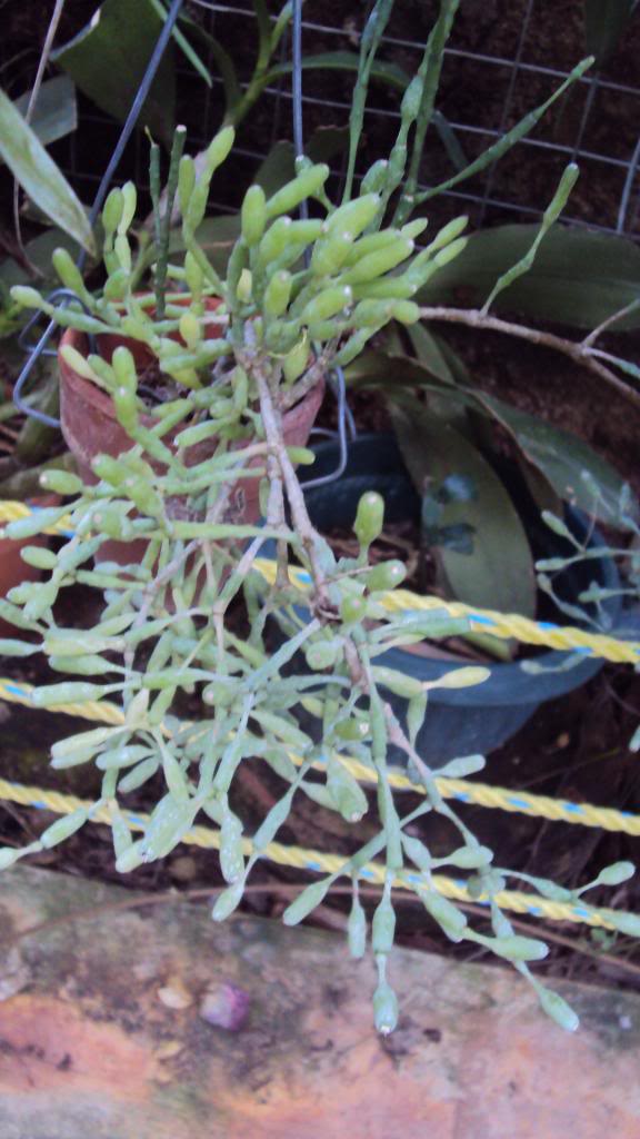 DSC03285.jpg