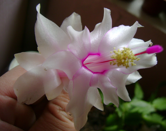 DSC03296.jpg