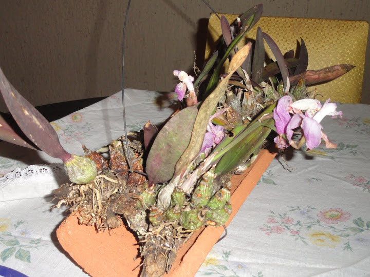 DSC03299.JPG