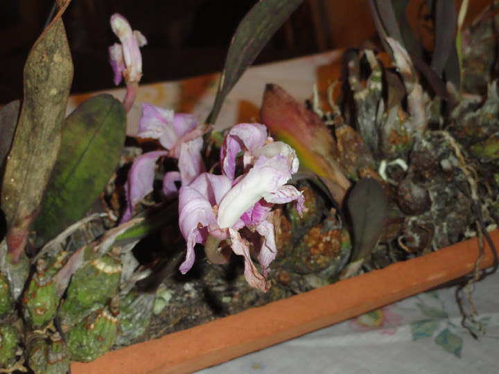 DSC03300.JPG