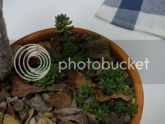 DSC03317_resize_zps008ce90e.jpg