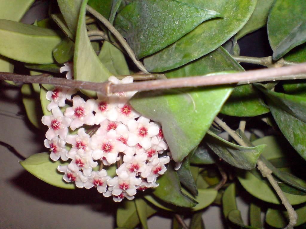 DSC03340.jpg