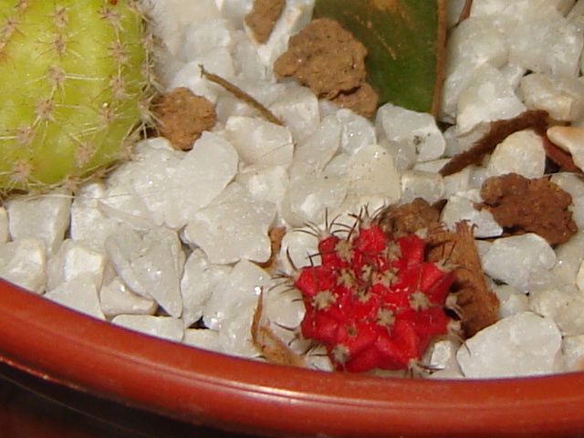DSC03342.jpg