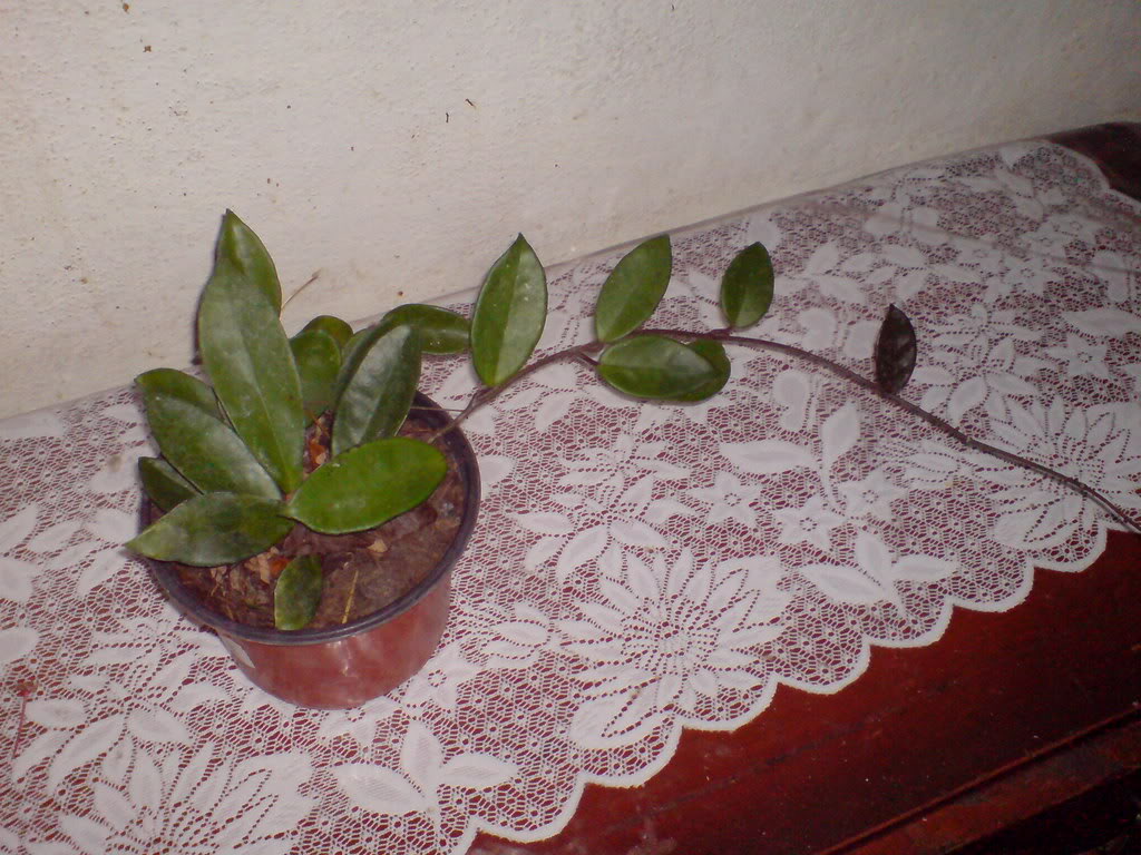 DSC03347.jpg