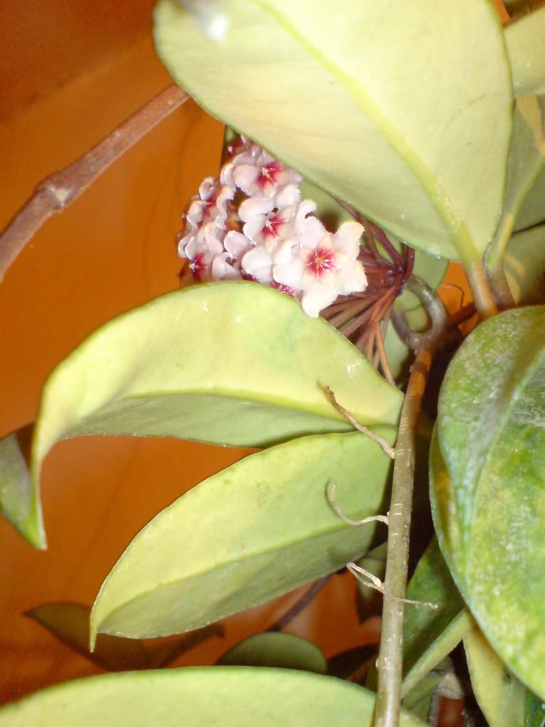 DSC03350-1.jpg
