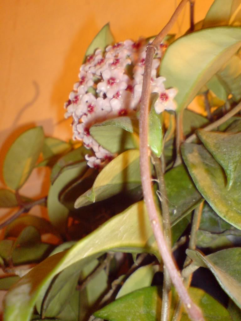 DSC03352.jpg