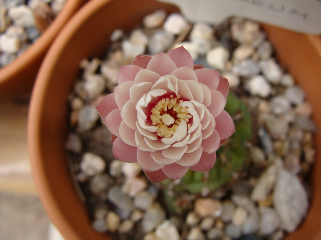 DSC03353.JPG