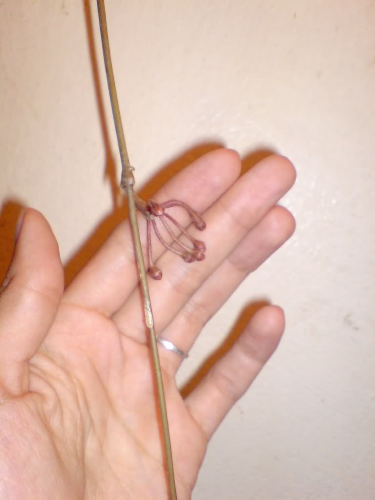 DSC03354.jpg